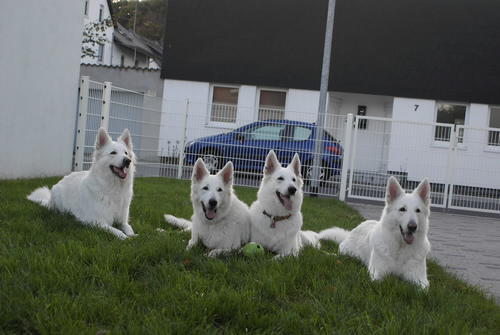 Dash, Coralie, Keona,Davinia